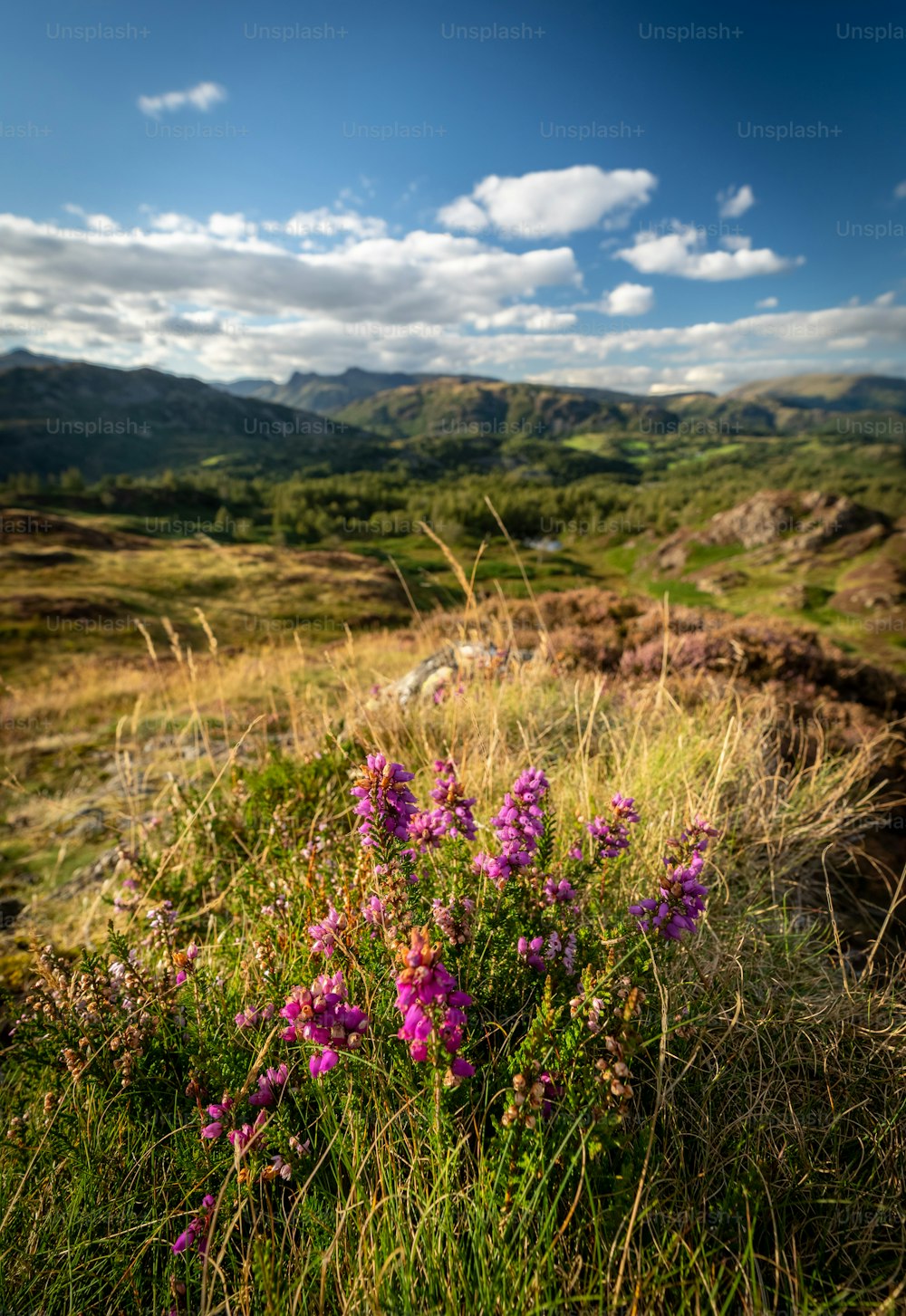 Un campo con flores púrpuras y montañas al fondo