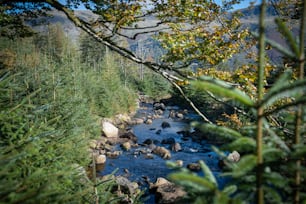 울창한 녹색 숲을 흐르는 강