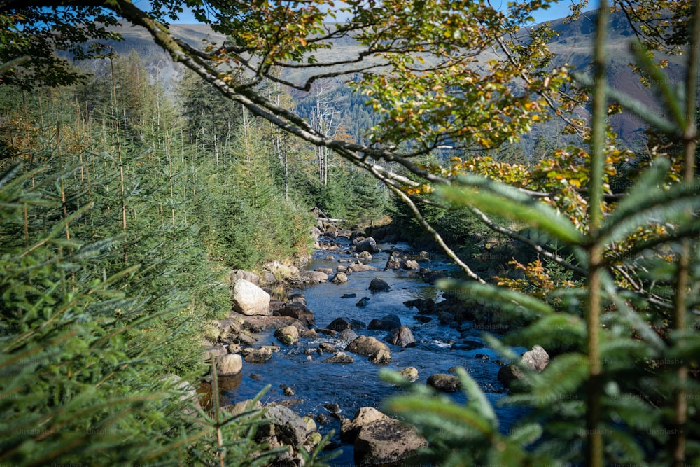 a river running through a lush green forest