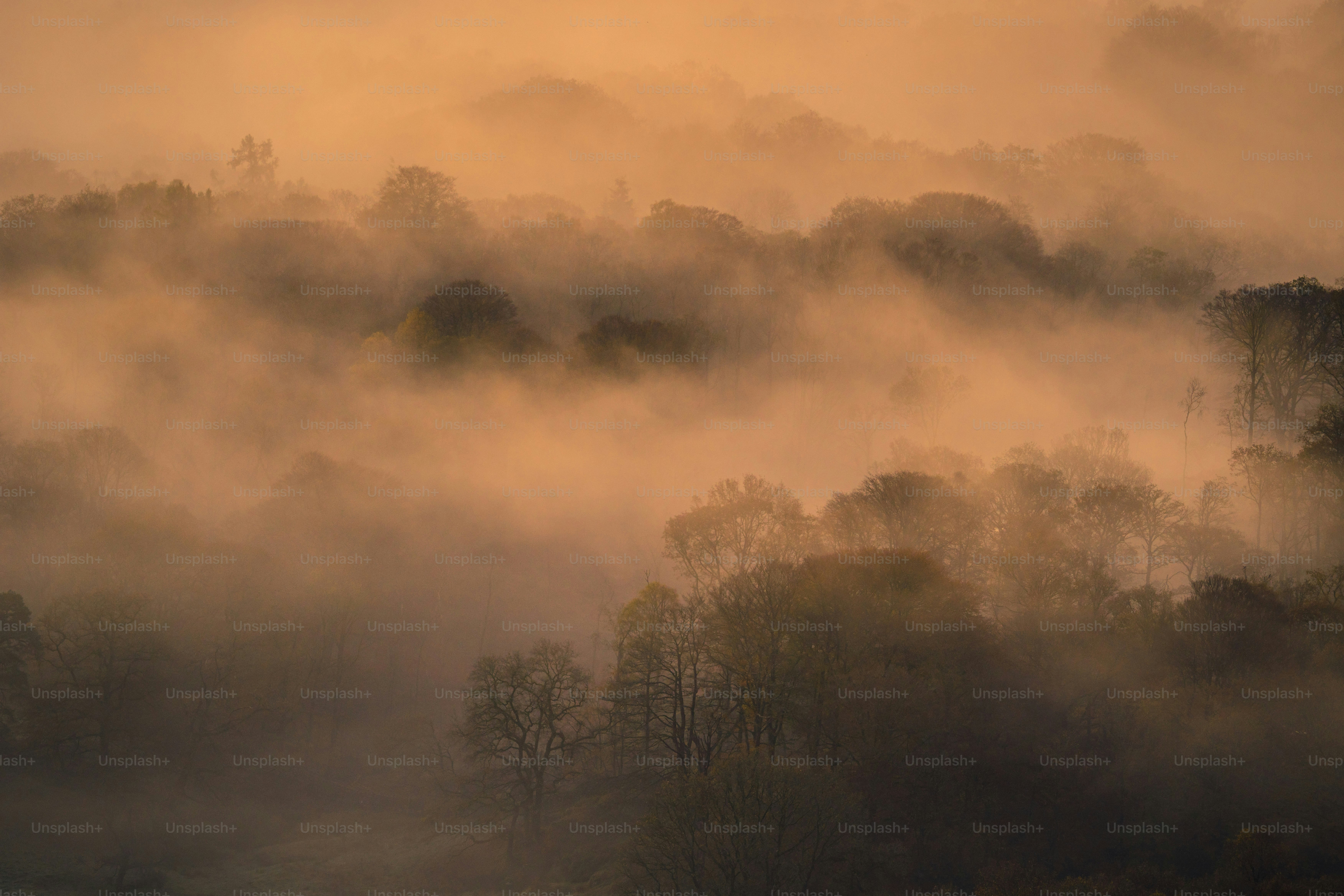 A foggy forest filled with lots of trees photo – Loughrigg fell Image ...
