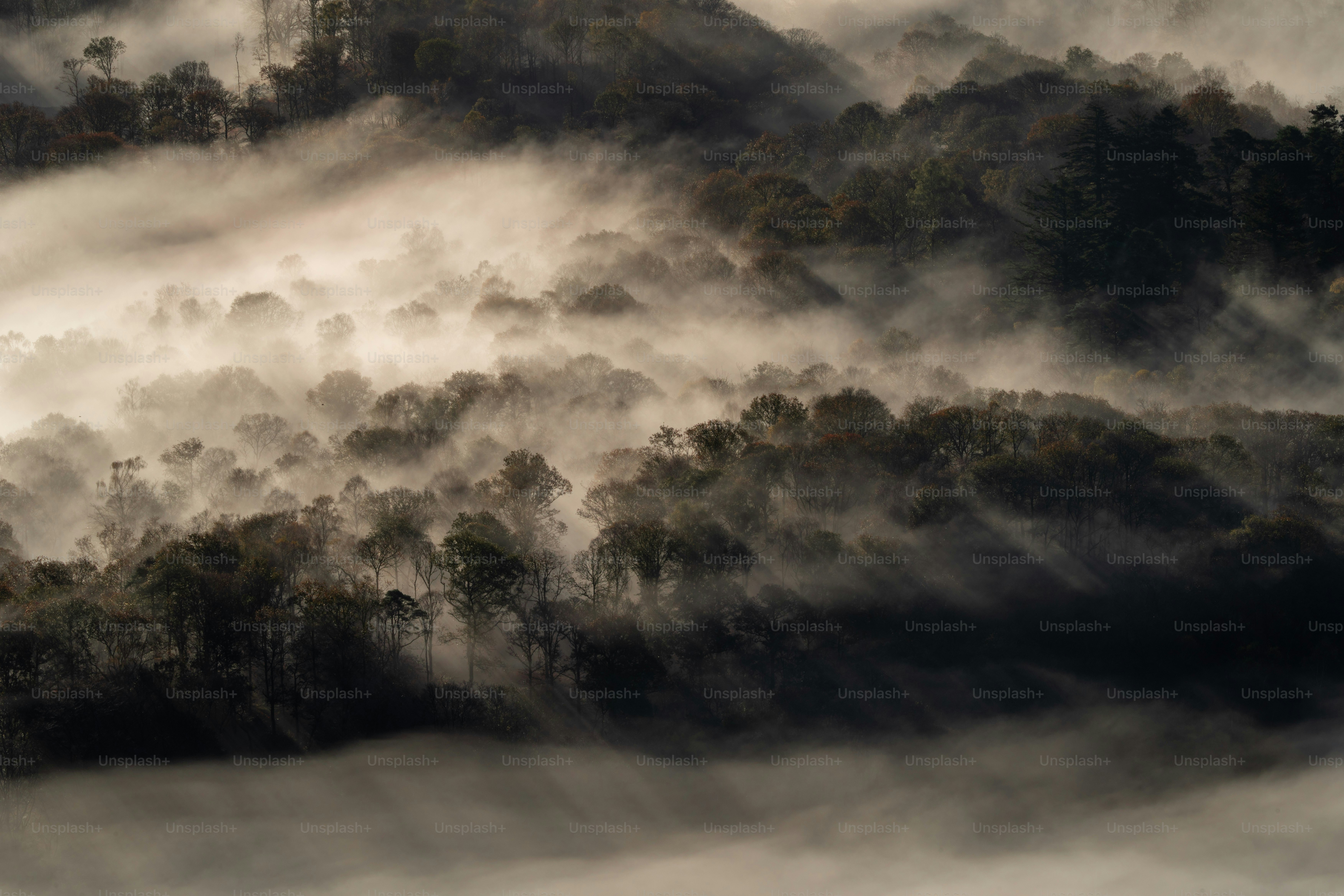 a mountain covered in fog with trees in the foreground