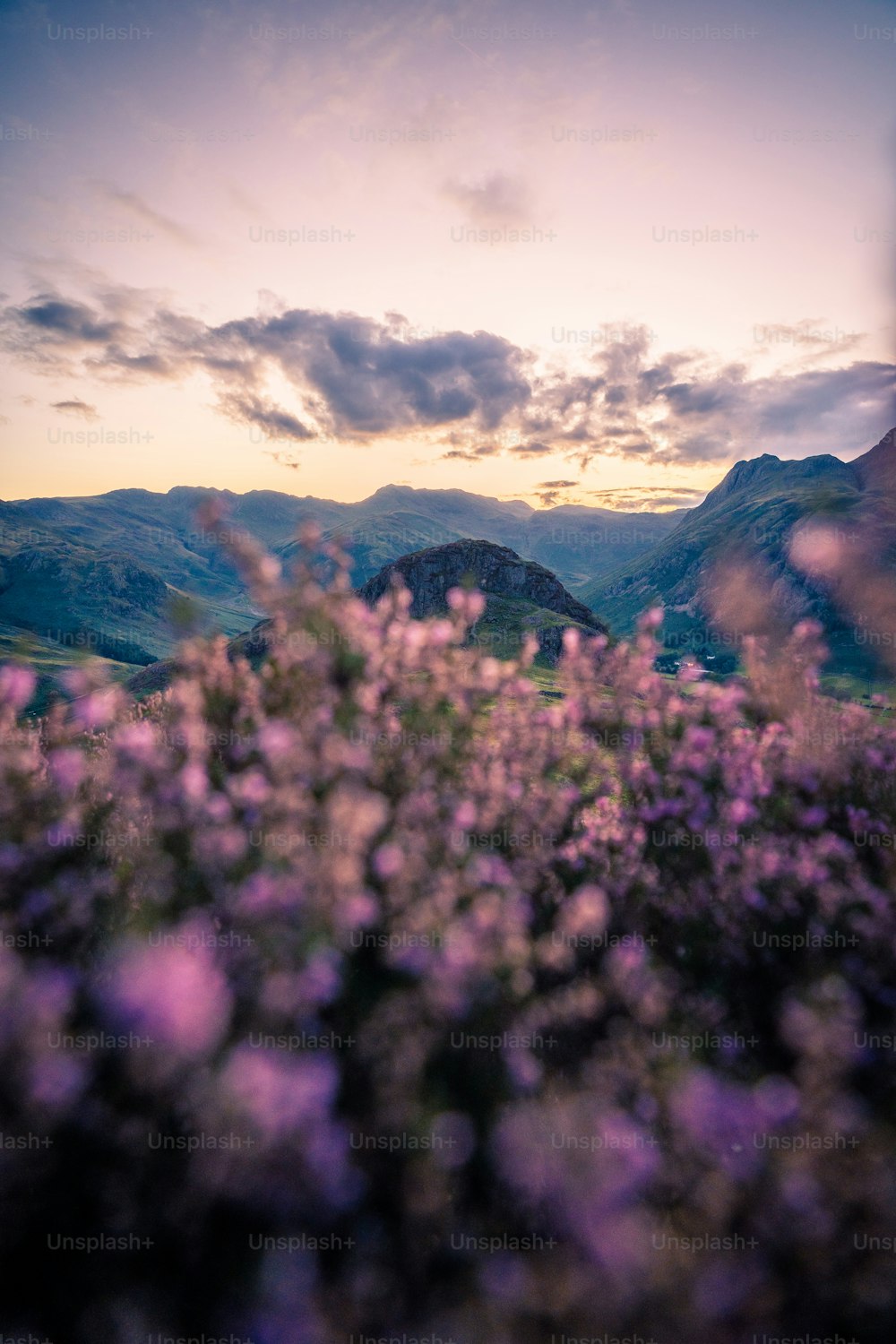 um campo de flores roxas com montanhas no fundo