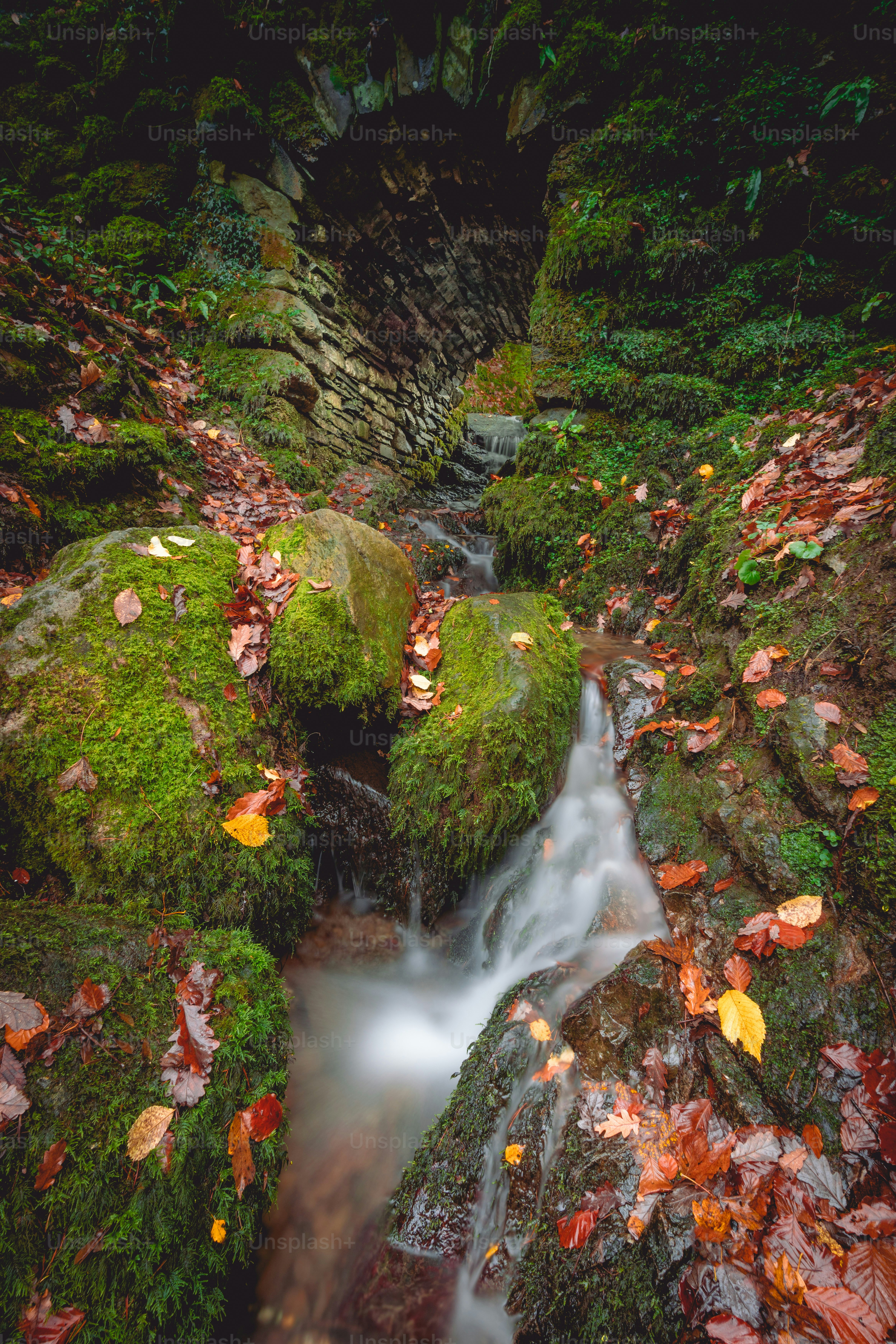 a stream running through a lush green forest