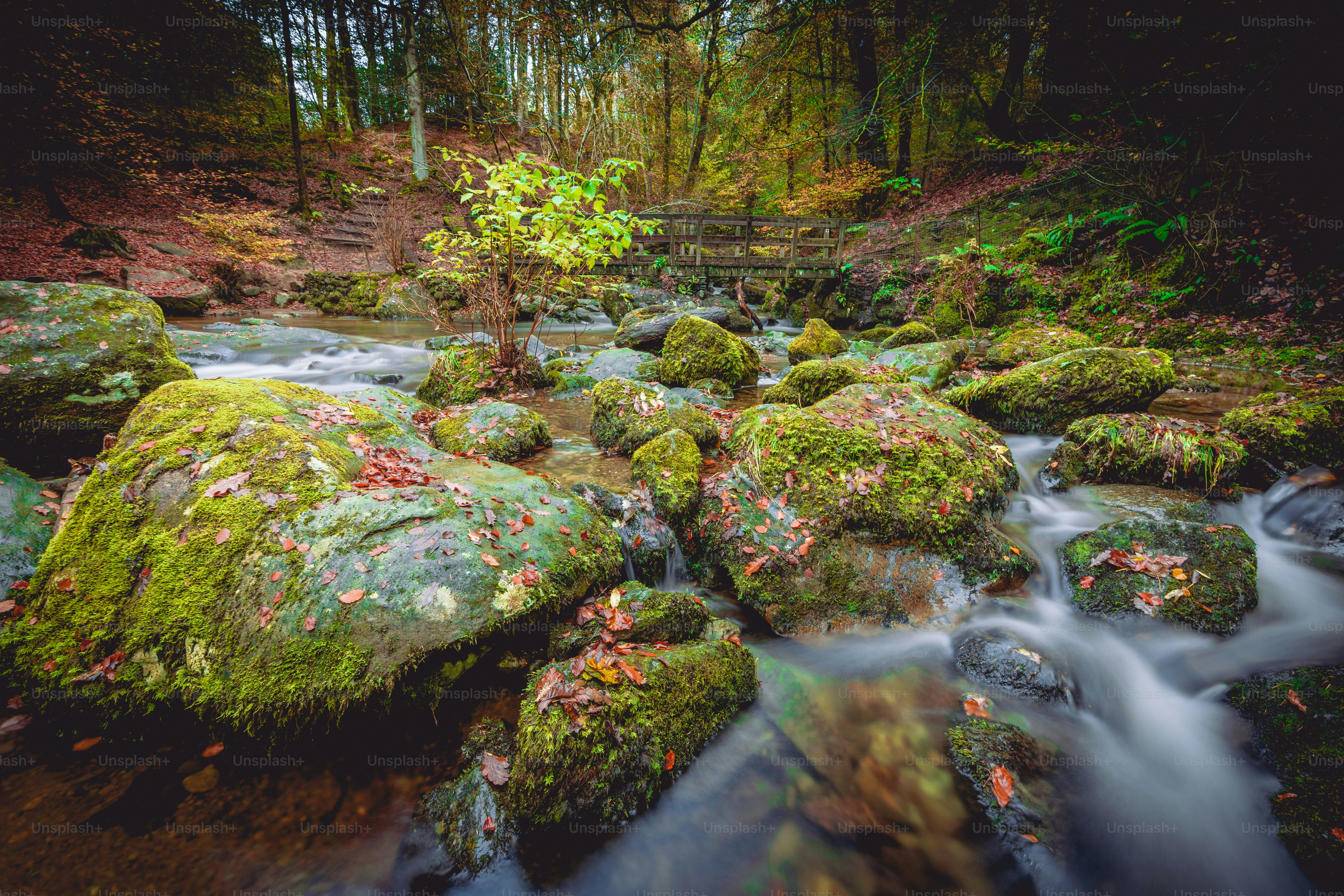 Ein Bach, der durch einen üppigen grünen Wald fließt