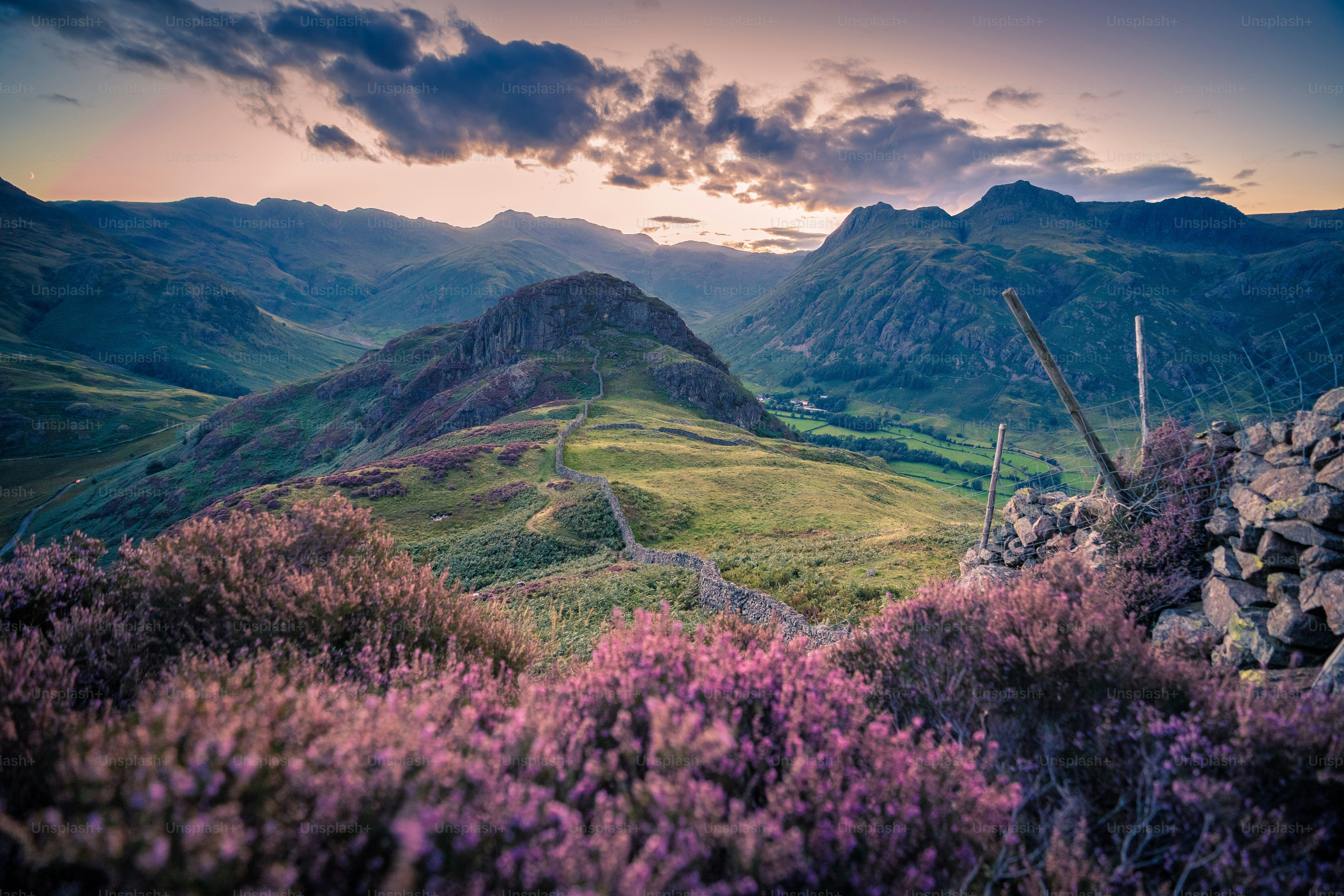 A view of a mountain range with purple flowers in the foreground