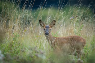 ein Reh, das auf einem Feld mit hohem Gras steht