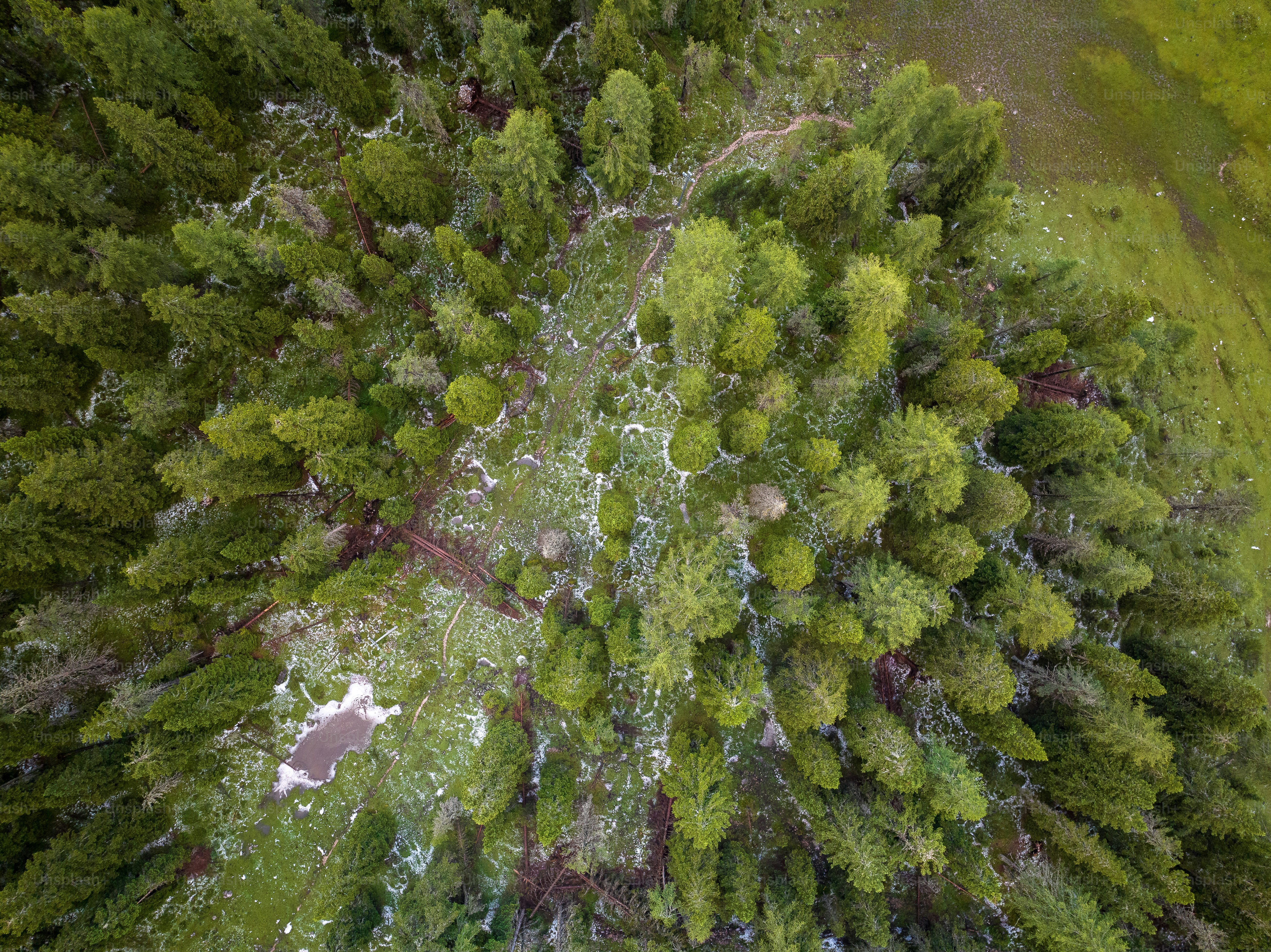 an aerial view of a forest with lots of trees