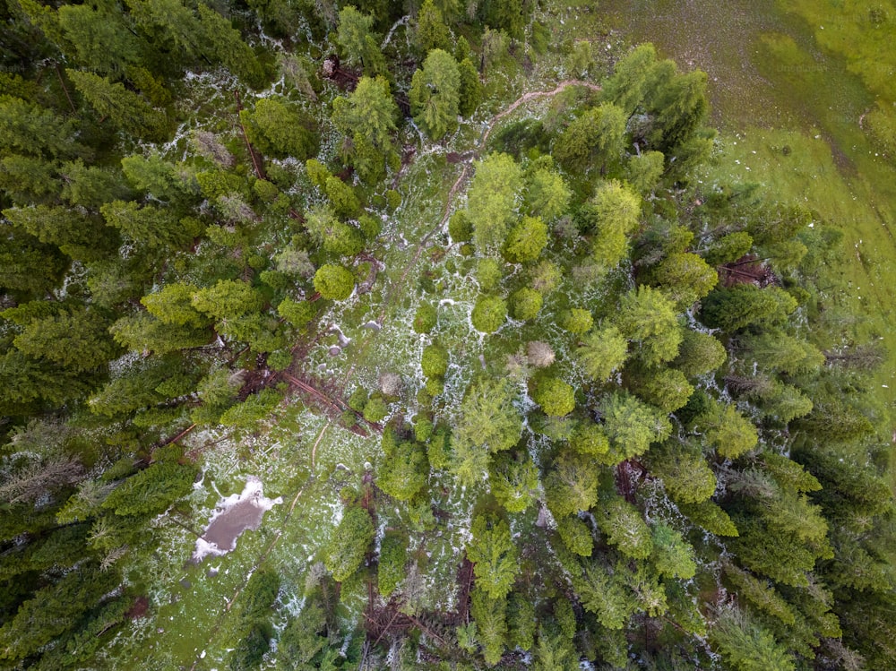 an aerial view of a forest with lots of trees