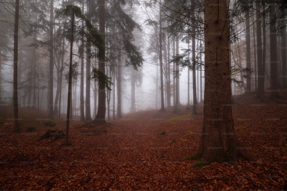 Una foresta nebbiosa piena di molti alberi