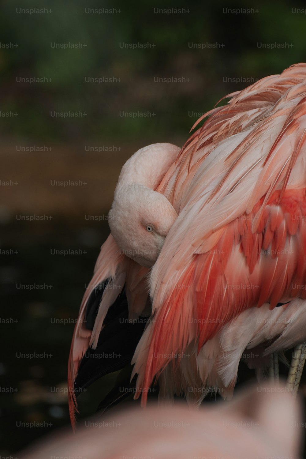a close up of a flamingo with its head down