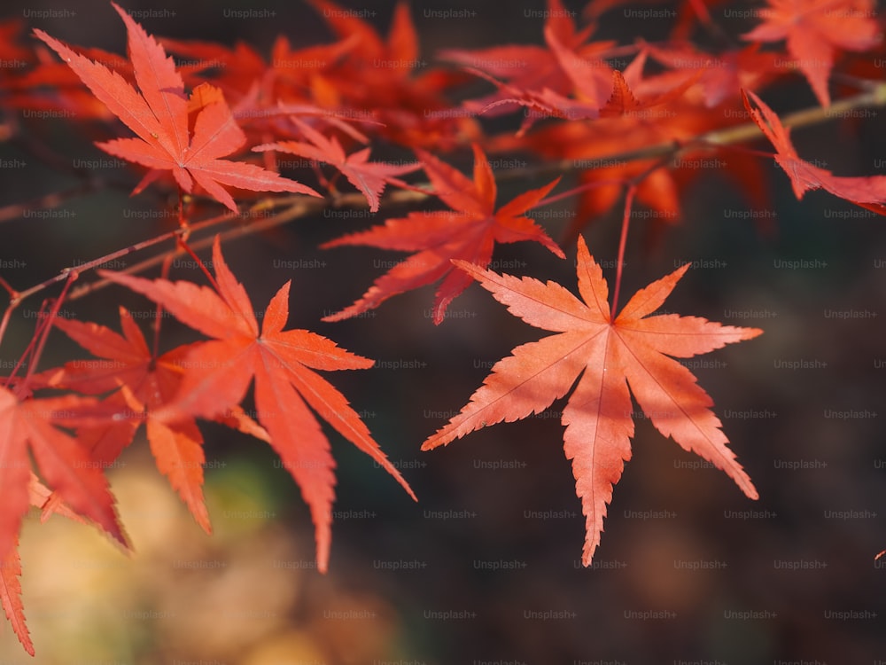 a close up of some red leaves on a tree