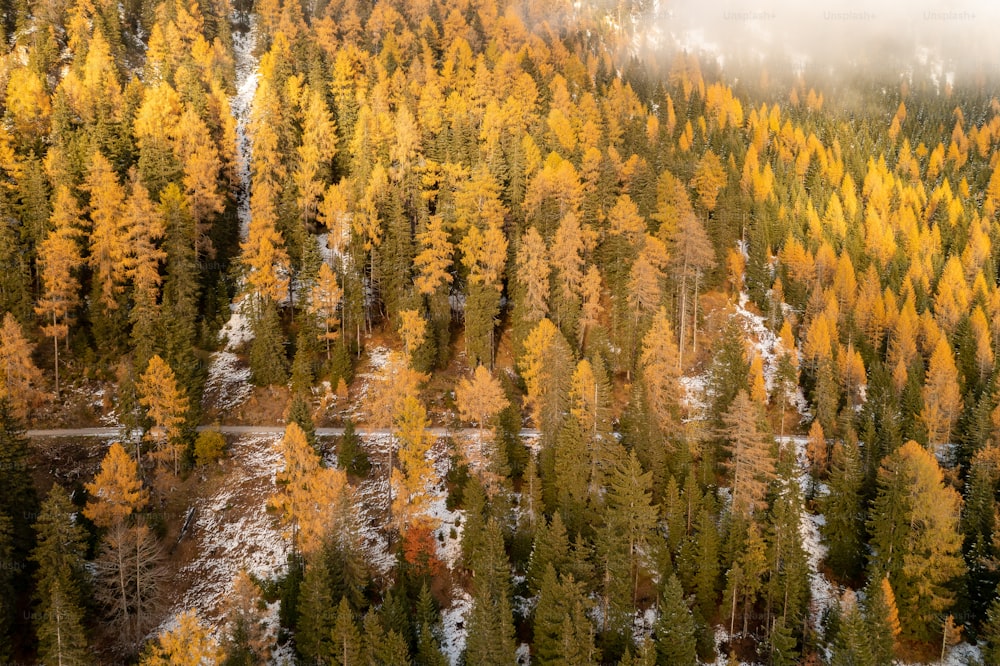 an aerial view of a forest with yellow and green trees