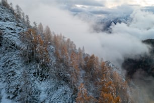 a mountain covered in snow and surrounded by trees