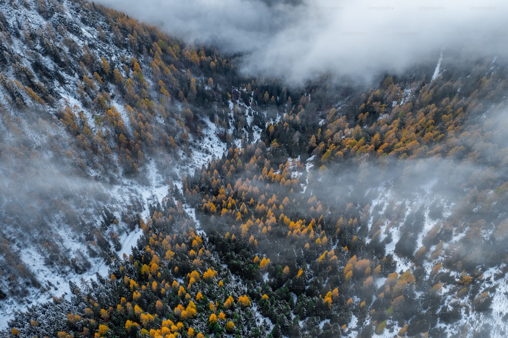 uma vista aérea de uma floresta coberta de neve