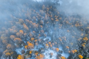 秋の森の空撮