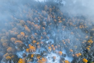 an aerial view of a forest in the fall