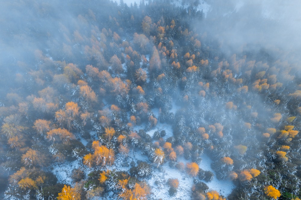 Eine Luftaufnahme eines Waldes im Herbst