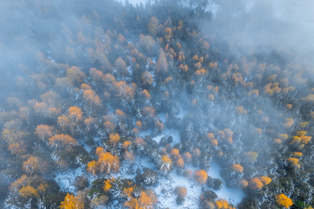 an aerial view of a forest in the fall