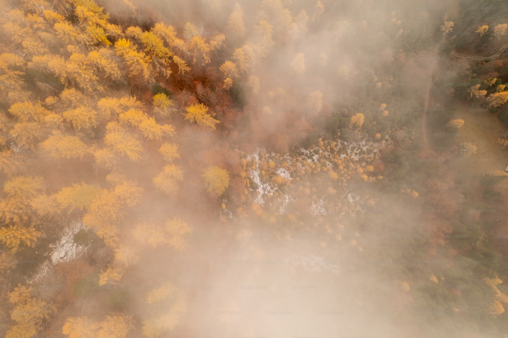 an aerial view of a forest in the fall