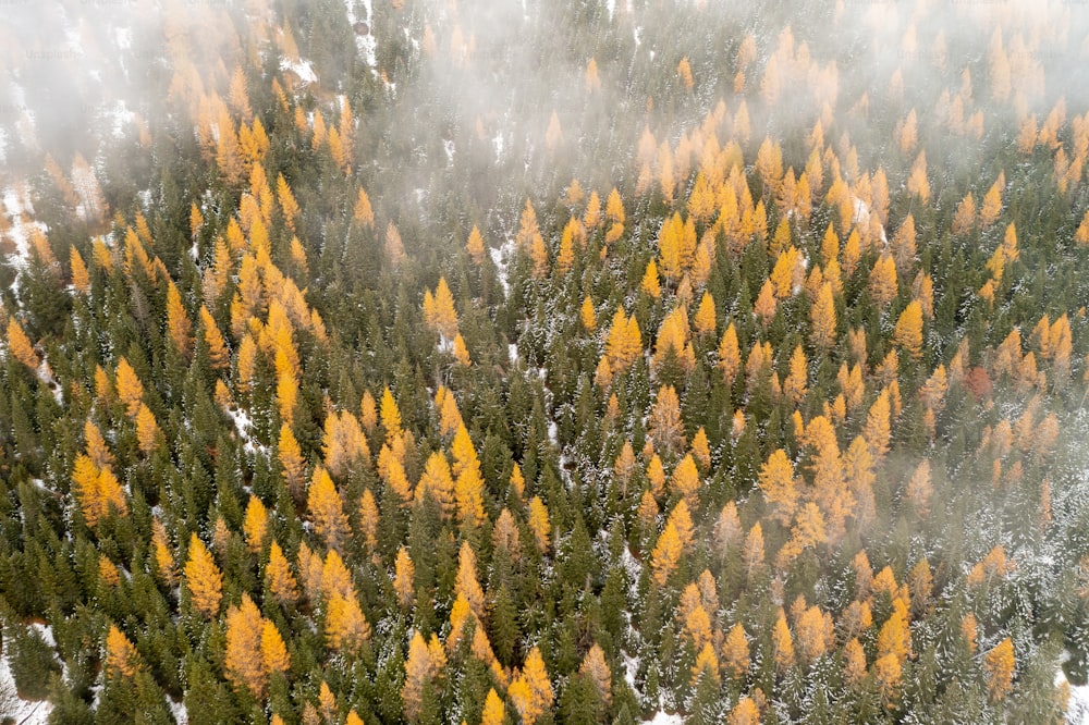 une vue aérienne d’une forêt aux arbres jaunes