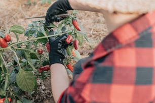 a person in a plaid shirt and black gloves cutting a plant with a pair of