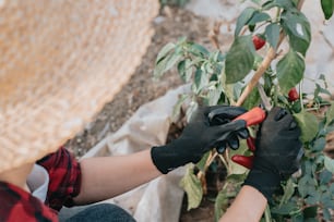 a person in black gloves trimming a plant