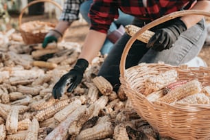 a person kneeling down next to a basket filled with corn