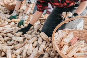 a person kneeling down next to a basket filled with corn