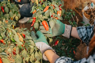 a person wearing gloves and gardening gloves picking peppers