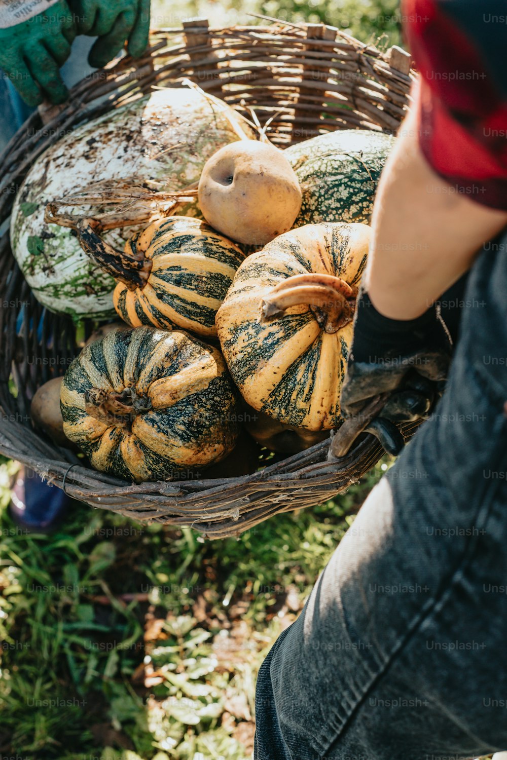 a person holding a basket full of pumpkins