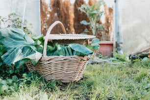 a wicker basket filled with green plants