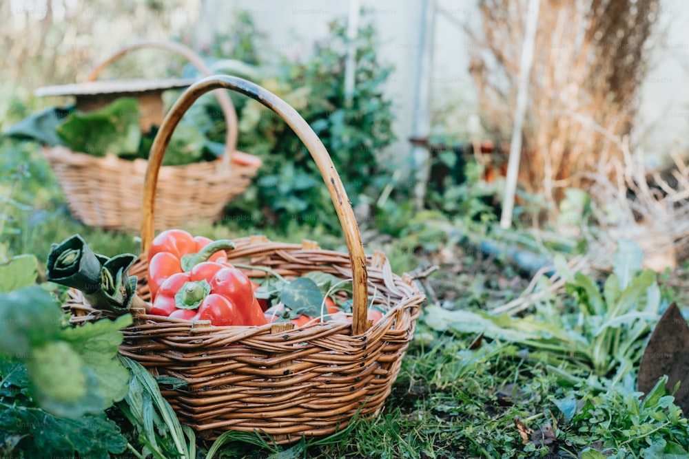 a basket filled with tomatoes sitting on top of a lush green field