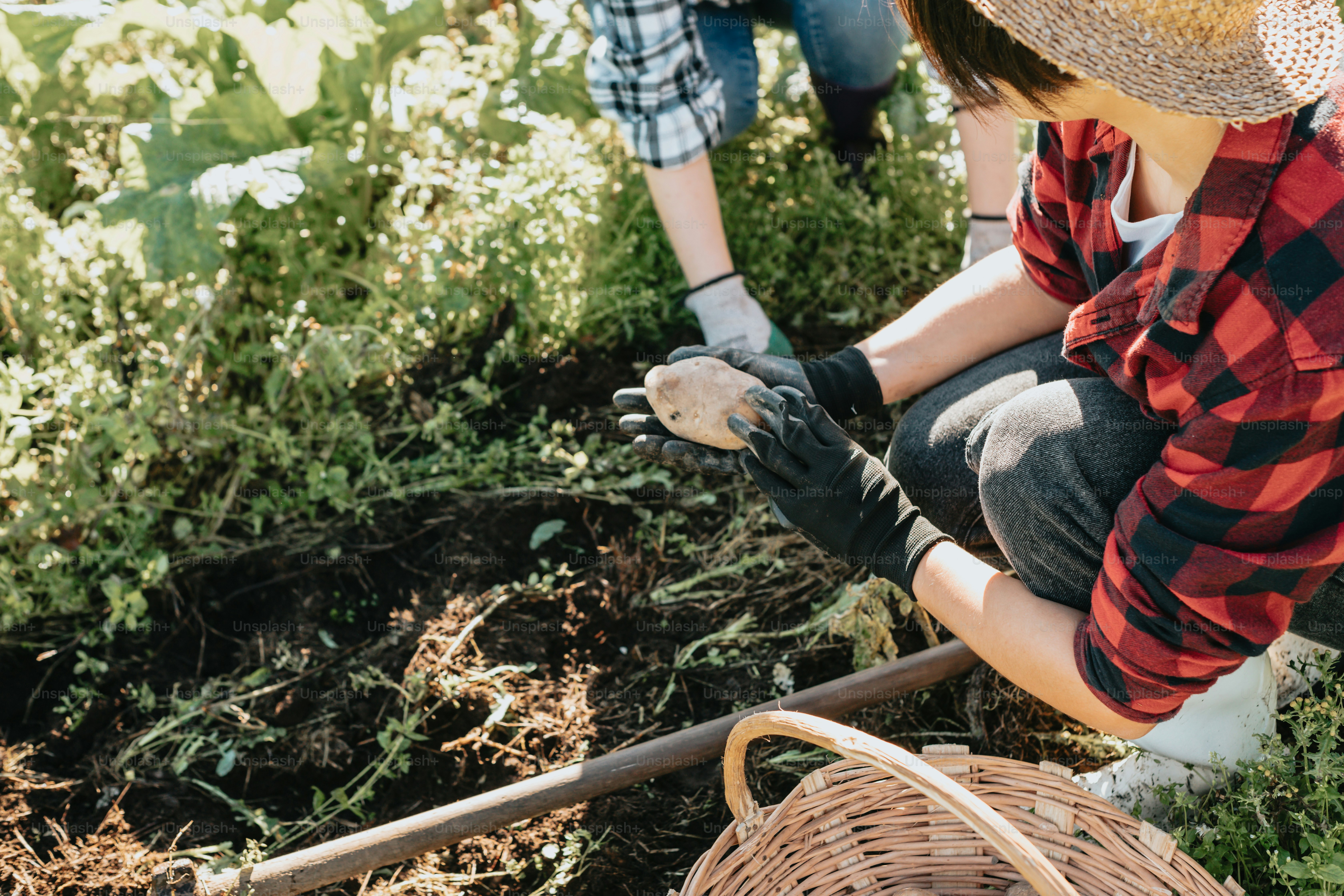 My Garden Little Visitors – Weeds
