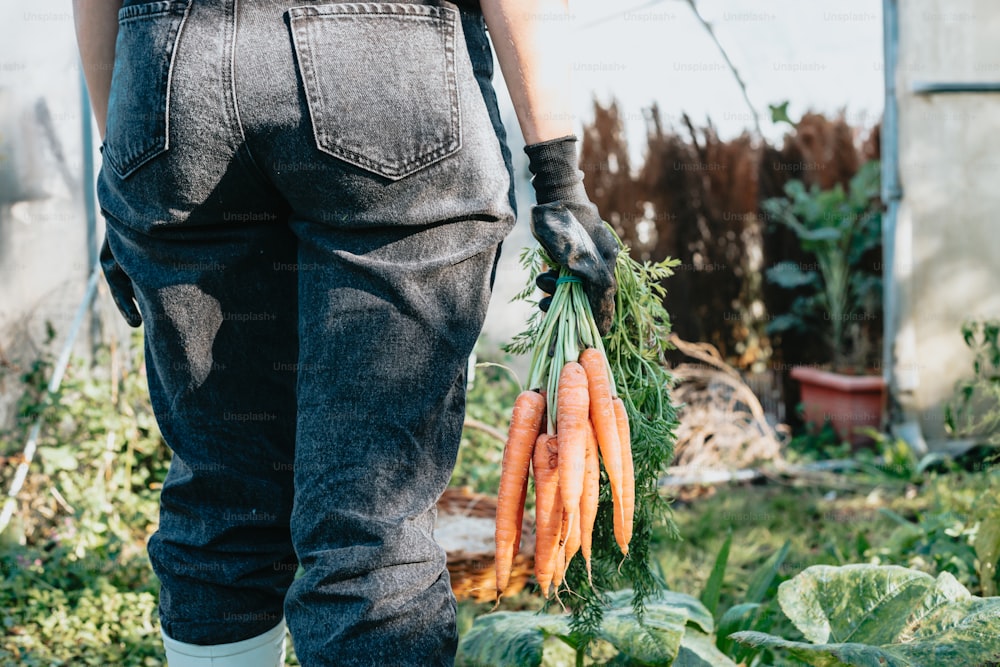 Una persona sosteniendo un montón de zanahorias en un jardín