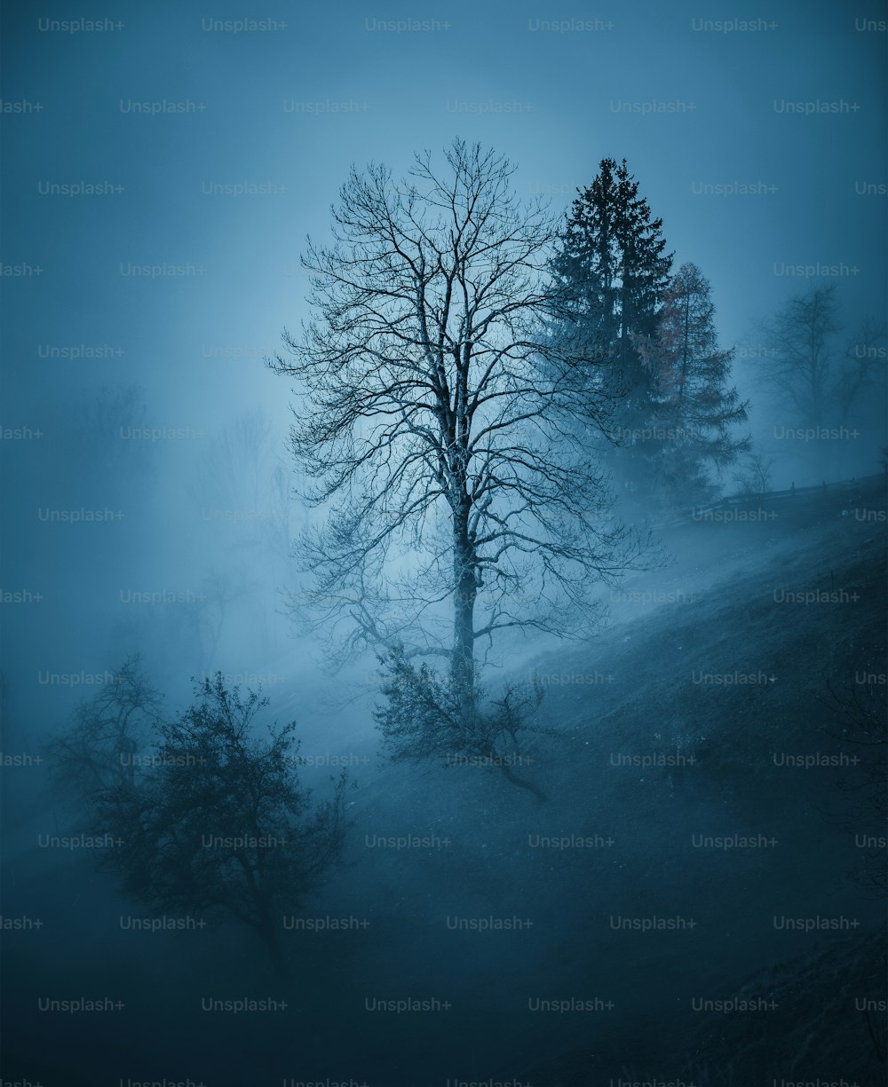 a foggy forest with a single tree in the foreground