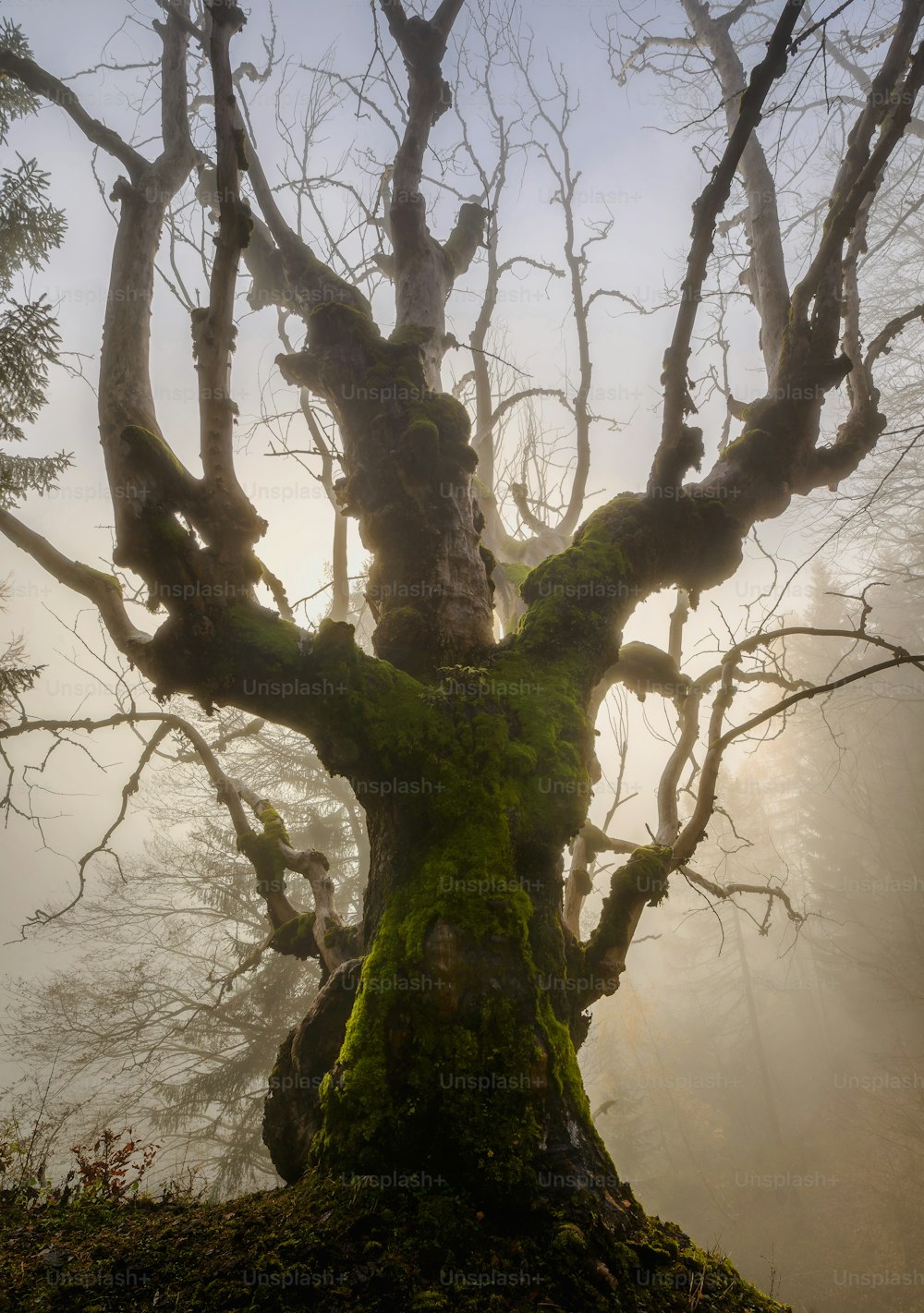 a mossy tree in the middle of a foggy forest