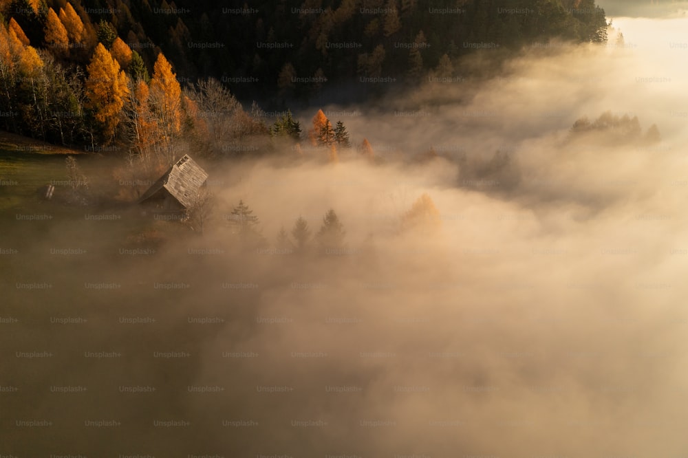 Vista aérea de uma floresta coberta de nevoeiro
