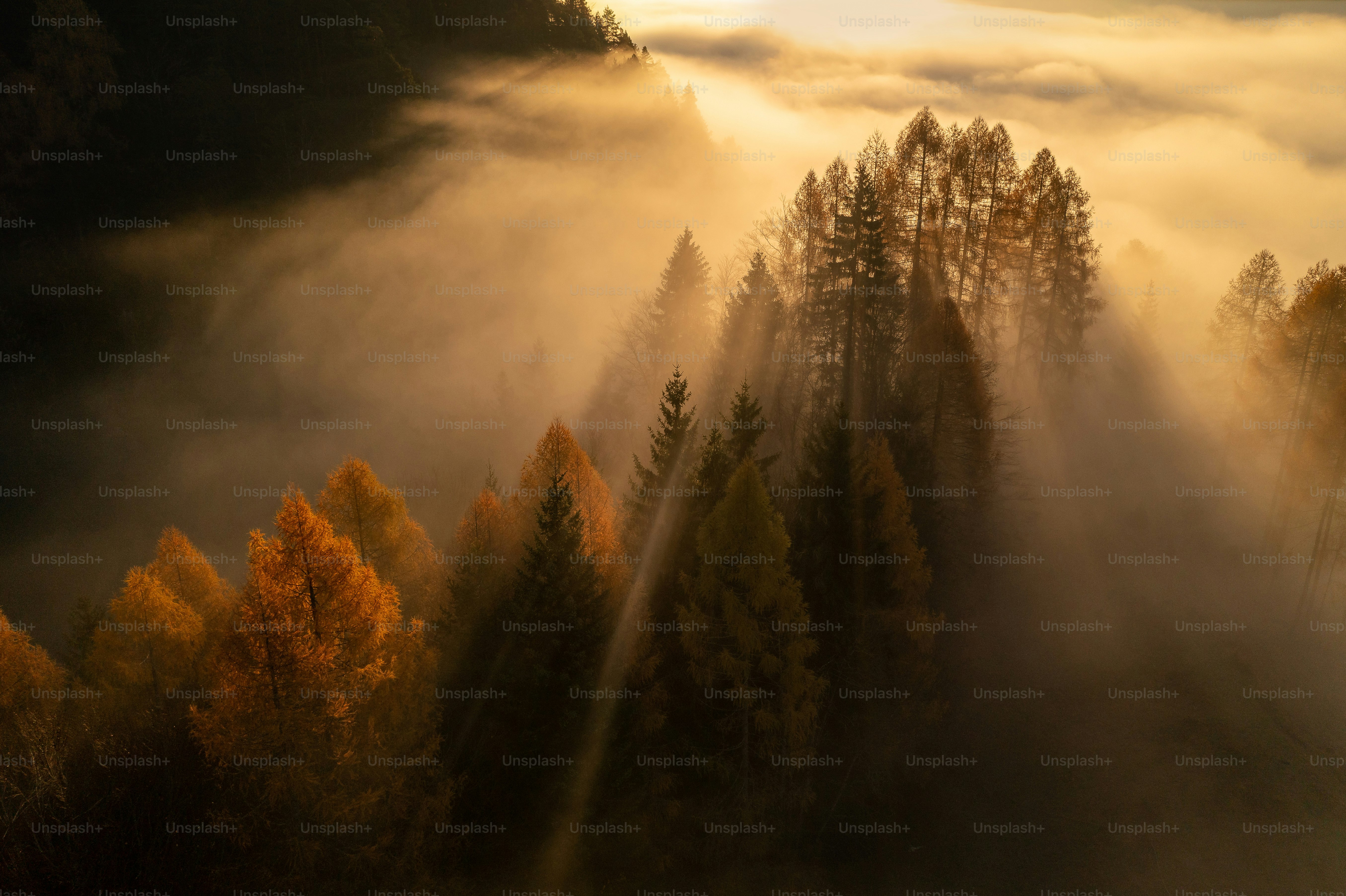 Un bosque lleno de muchos árboles cubiertos de niebla