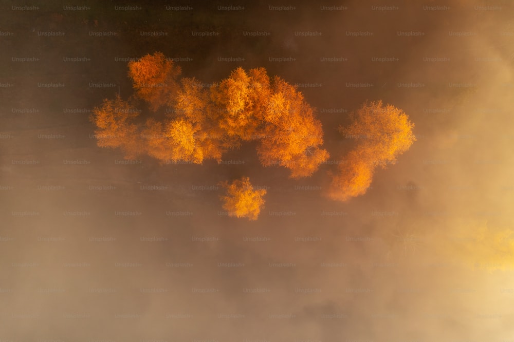 a group of yellow trees in the fog