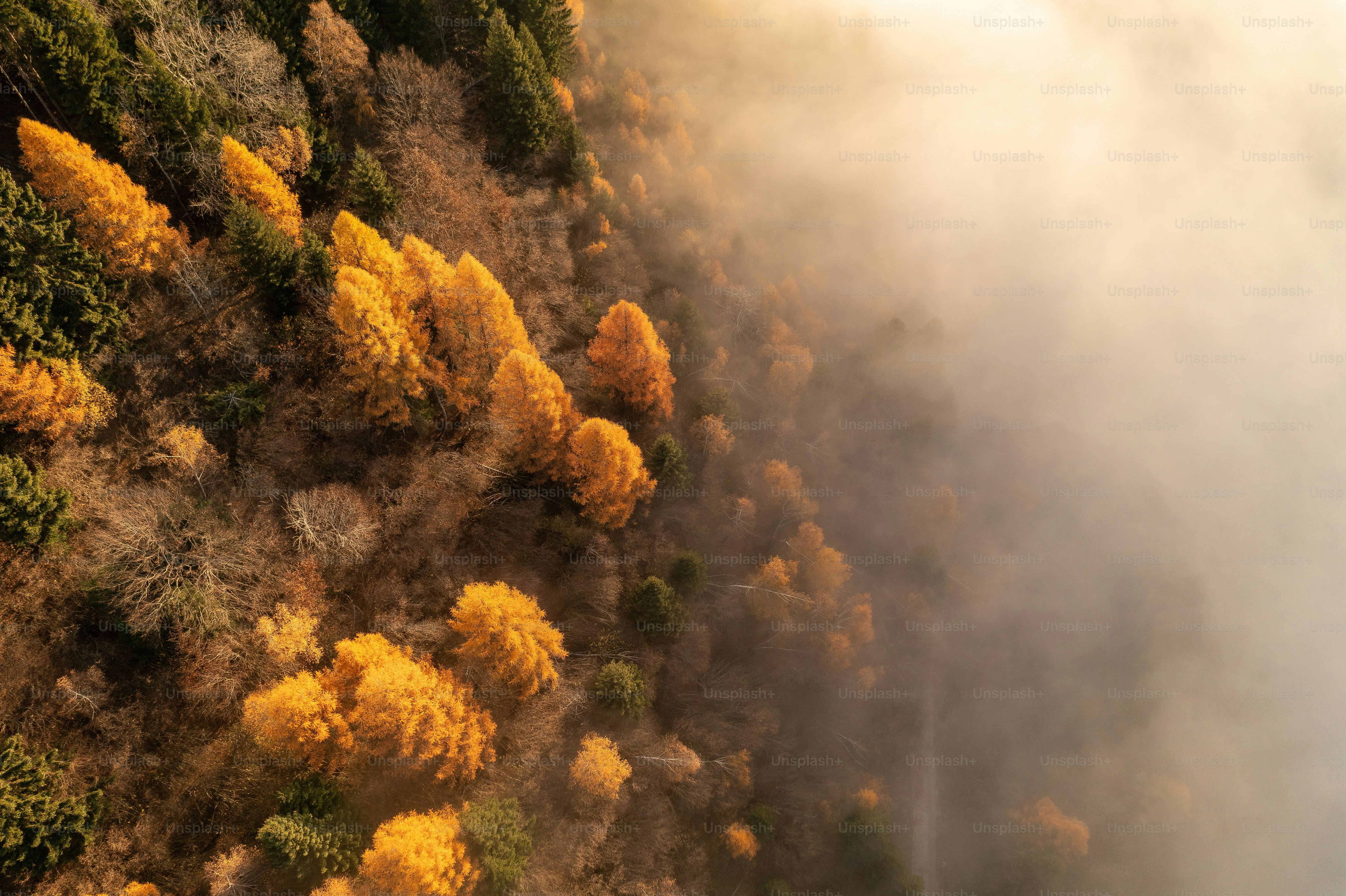 an aerial view of a forest with yellow trees