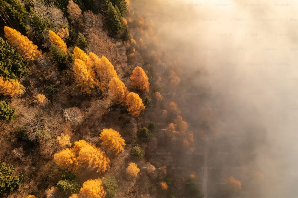 Luftaufnahme eines Waldes mit gelben Bäumen