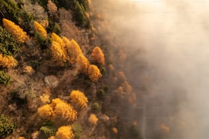 an aerial view of a forest with yellow trees