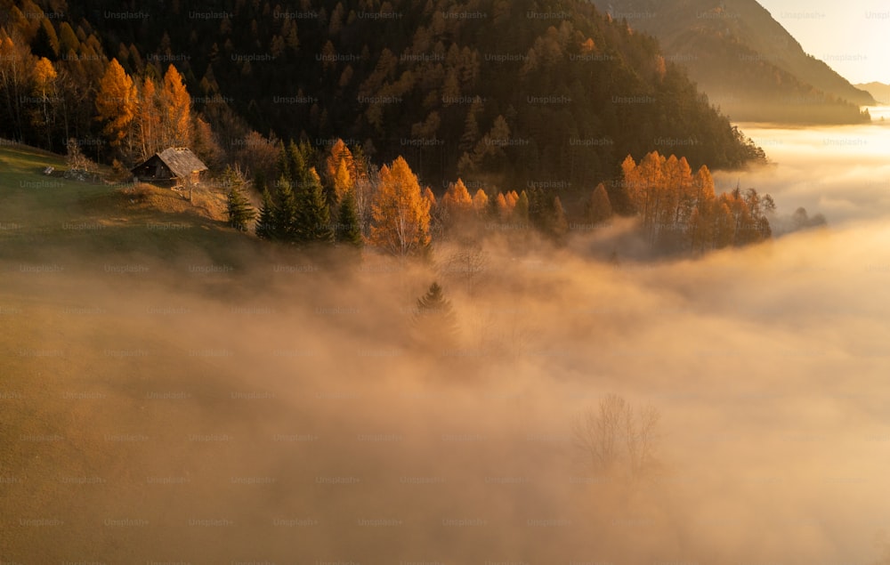 Une vallée brumeuse avec des arbres au premier plan