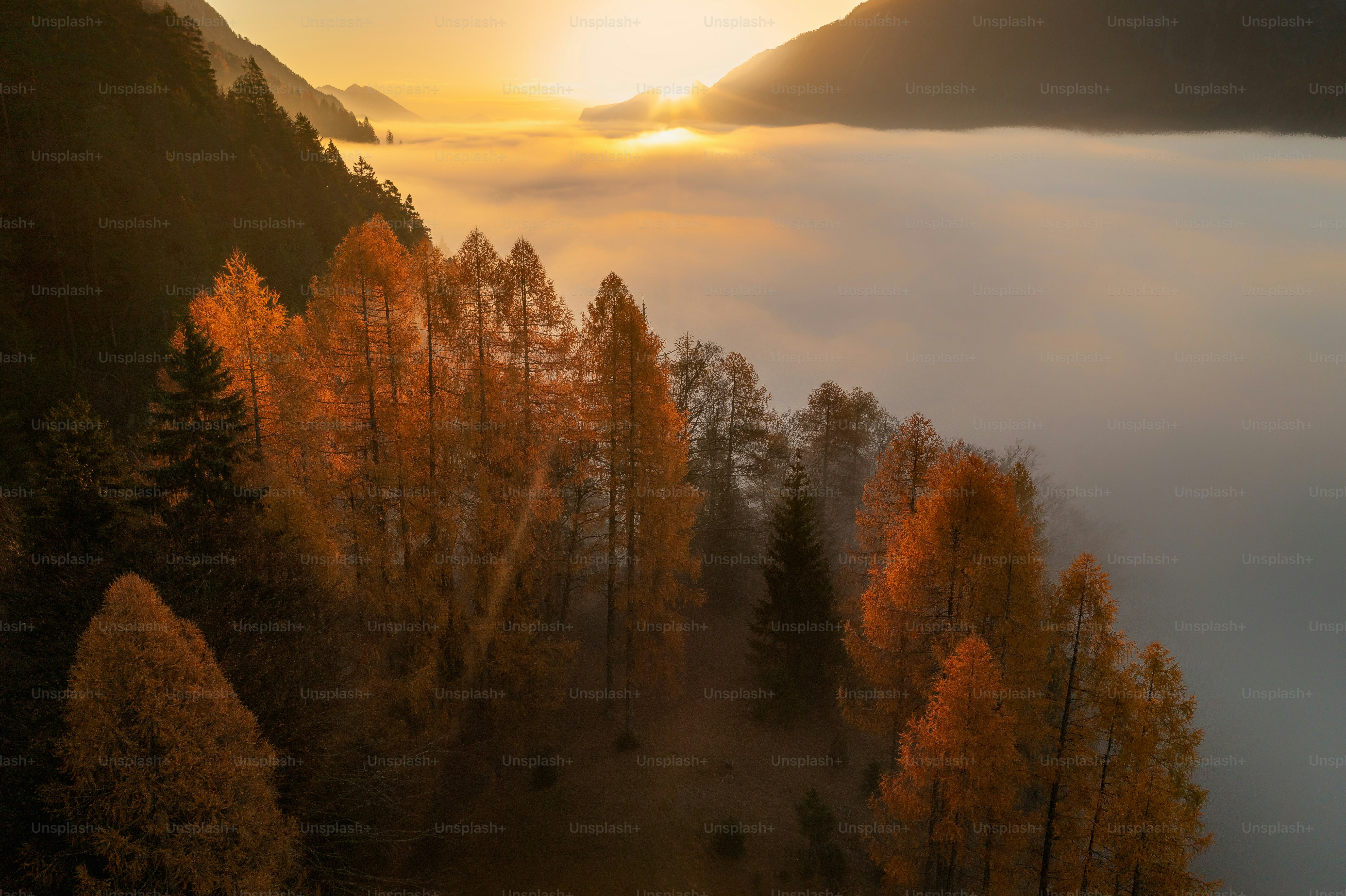 the sun is setting over a foggy forest