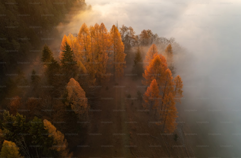 an aerial view of a foggy forest