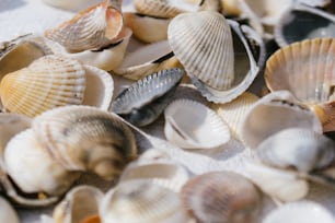 a table topped with lots of different types of shells