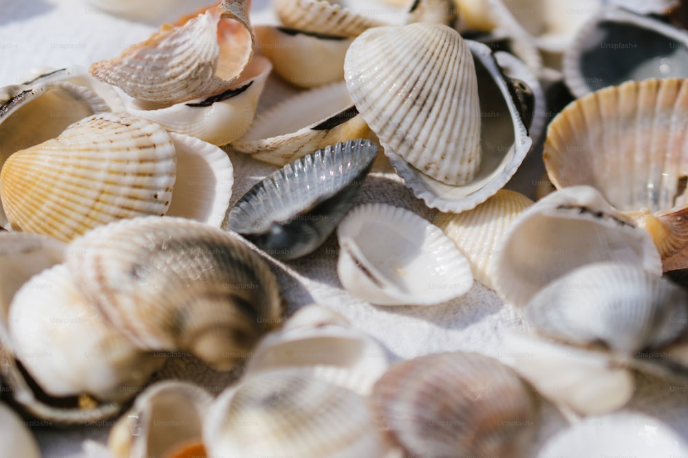 Más de 30,000 imágenes de conchas marinas | Descargar imágenes gratis en  Unsplash