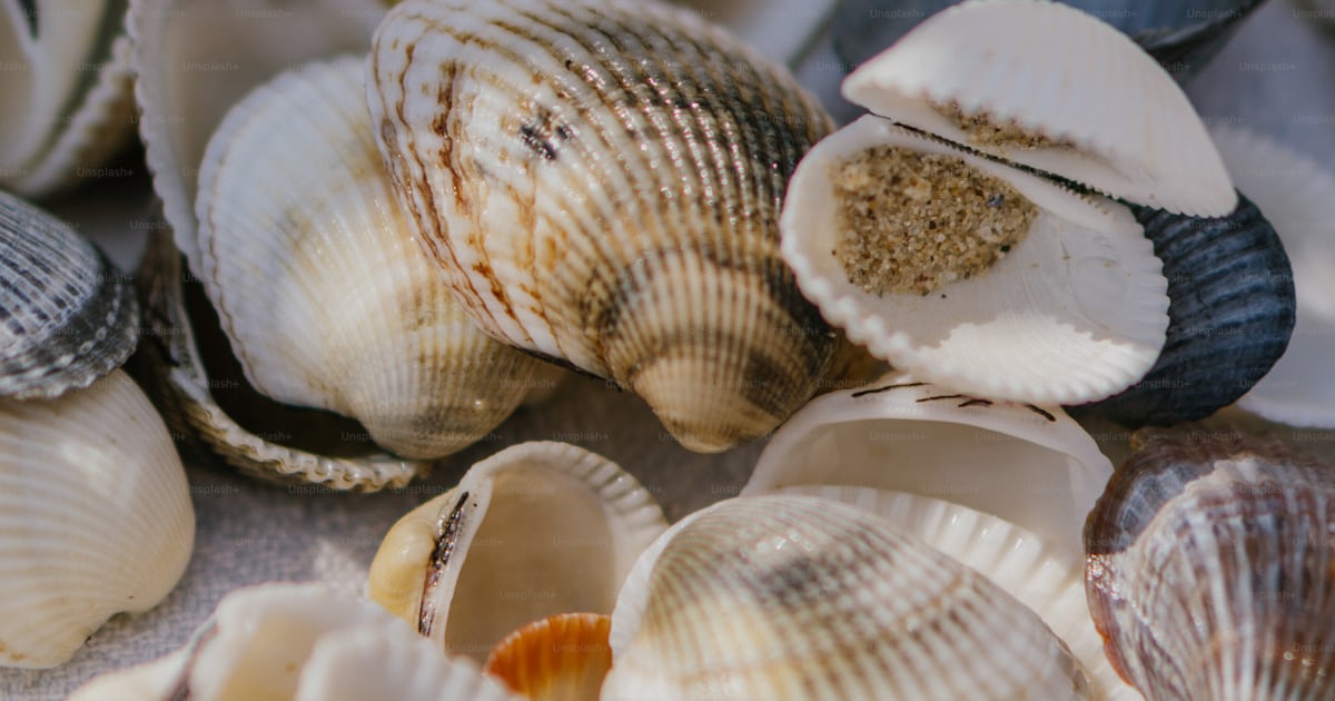 A bunch of seashells that are on a table photo – Shells Image on Unsplash