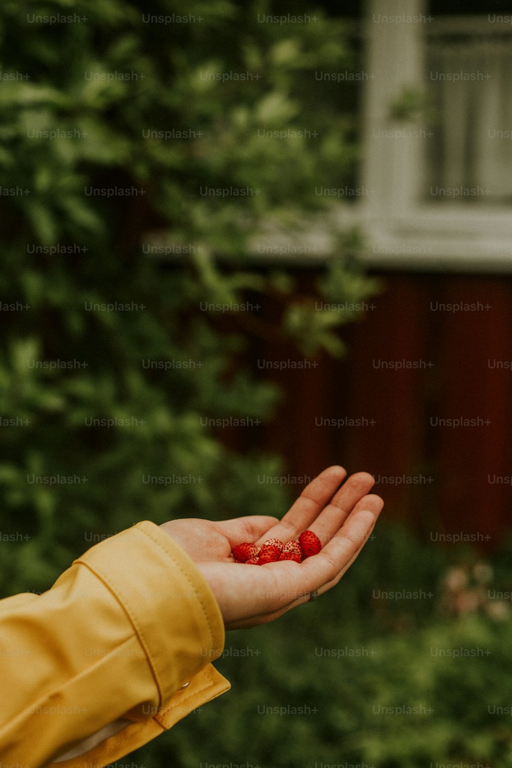 A person holding a handful of berries in their hand photo