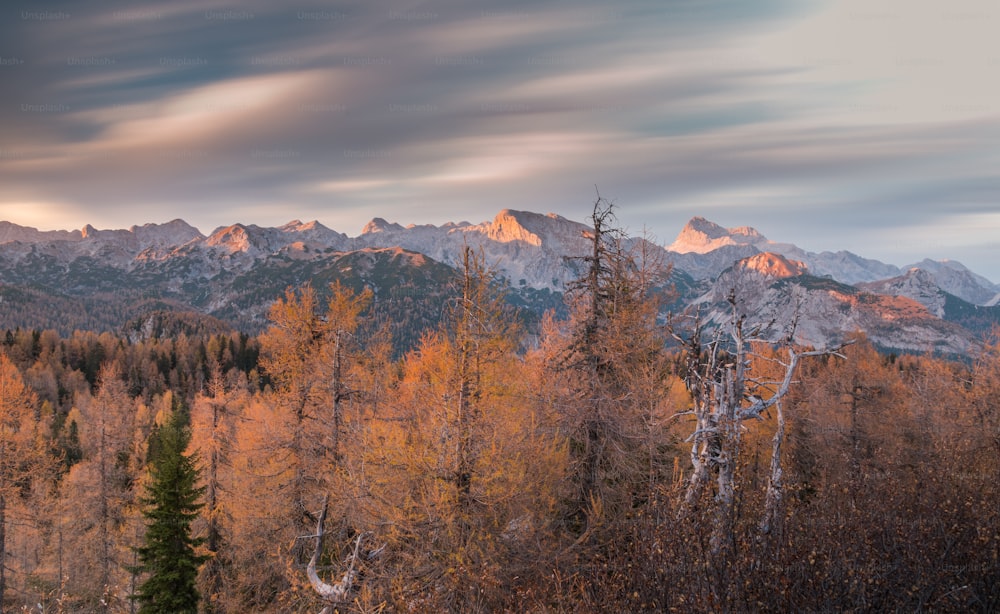 a view of a mountain range with trees in the foreground